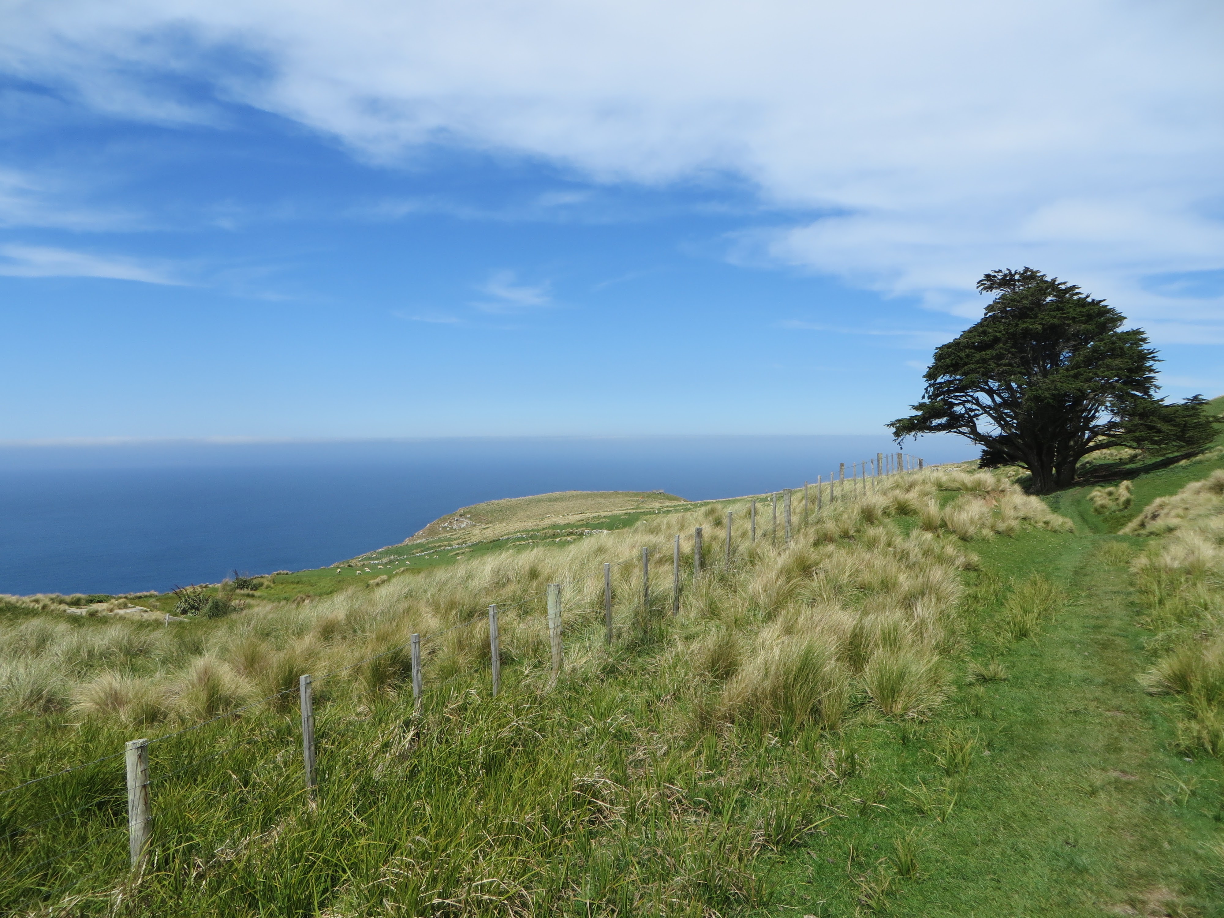 The photographer is standing on a grassy trail in a pasture. In front of her is a wood and wire fence that goes across the entire frame of the picture. In the pasture beyond the fence there are several small sheep. Beyond the pasture is a deep blue ocean. On the left of the picture is a large dark green tree. There are several wispy white clouds in the blue sky.